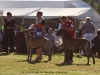 best-male-fawn-and-brindle
